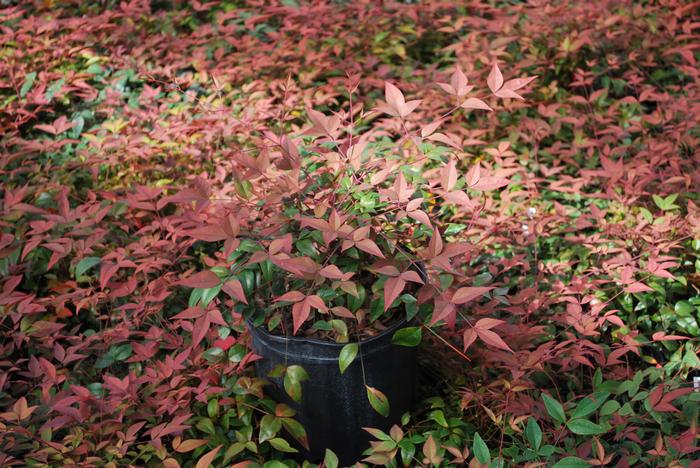 Dwarf Heavenly Bamboo (Nandina domestica 'Harbor Belle'™)