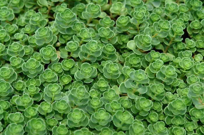 Sedum spurium 'John Creech' (Stonecrop)