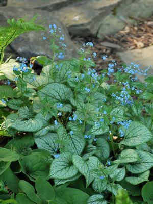 Variegated Dwarf Anchusa (Brunnera macrophylla 'Jack Frost')