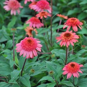 Echinacea x purpurea 'Raspberry Truffle' (Coneflower), pink flowers