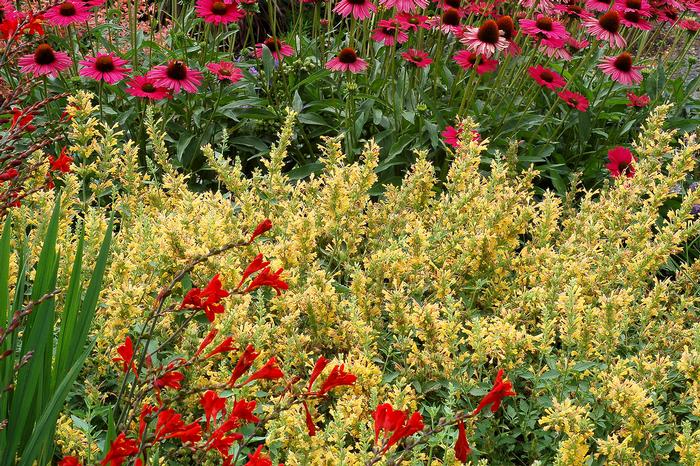 Agastache x Kudos™Yellow (Dwarf Hummingbird Mint) perennial