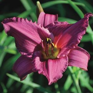 Hemerocallis 'Summer Wine' (Daylily)