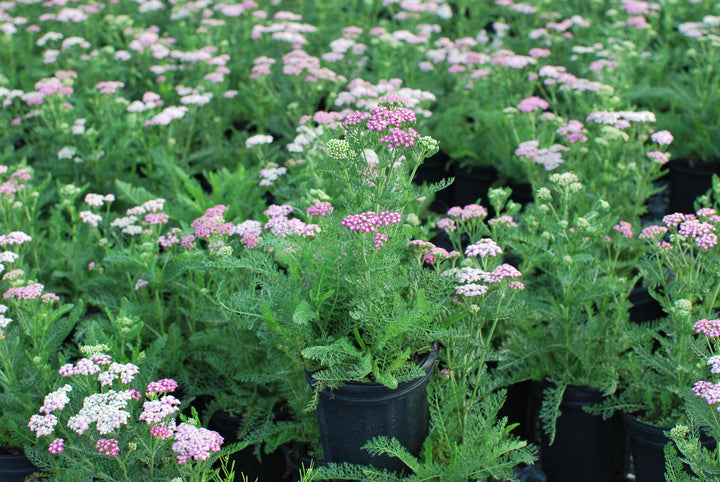 Achillea millefolium Oertel's Rose (Yarrow) perennial