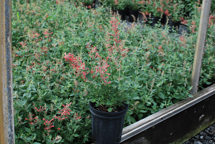 Agastache x Kudos™ Coral (Dwarf Hummingbird Mint) perennial