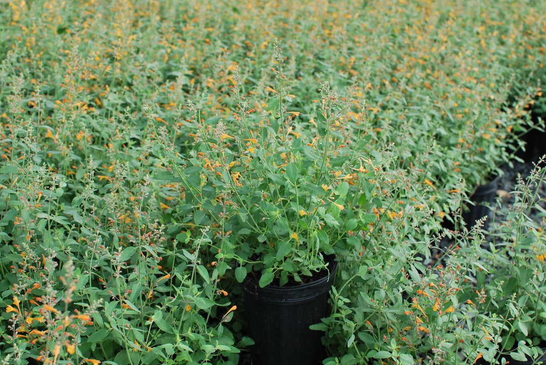 Agastache aurantiaca 'Tango' (Hummingbird Mint) perennial