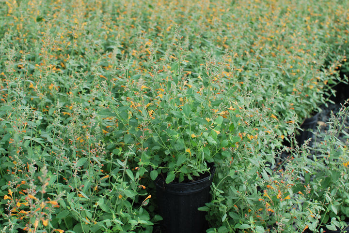 Agastache aurantiaca 'Tango' (Hummingbird Mint) perennial