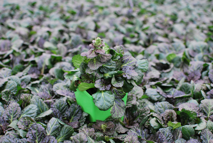 Ajuga reptans 'Black Scallop' (Bugle Weed) perennial