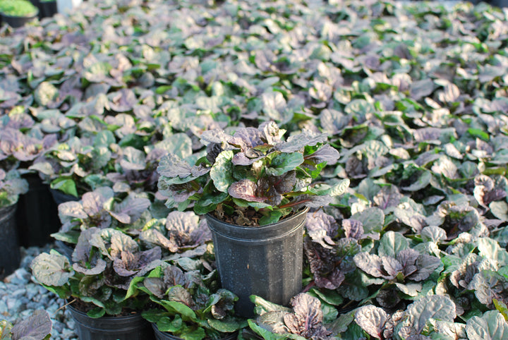 Ajuga reptans 'Black Scallop' (Bugle Weed) perennial