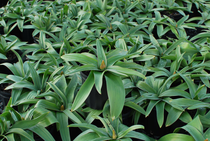 Allium 'Globemaster' (Ornamental Onion) perennial