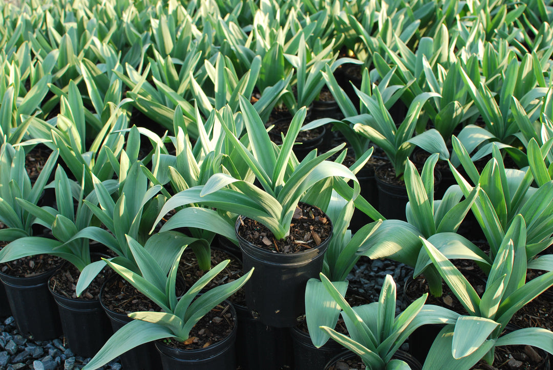 Allium 'Mt. Everest' (Ornamental Onion) perennial