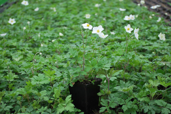 Snowdrop Anemone (Anemone sylvestris)