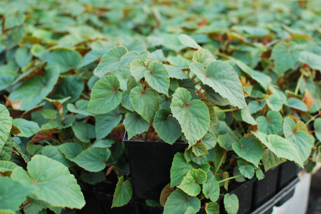 Begonia grandis (Hardy Begonia)