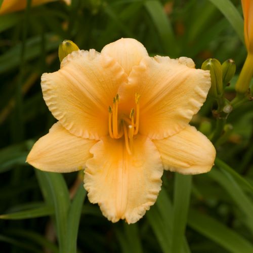 Hemerocallis ‘Apricot Sparkles’ (Daylily)