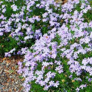 Phlox subulata 'Emerald Blue' (Moss Pinks)