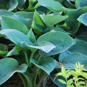 Hosta sieboldiana 'Elegans' (Plantain Lily)