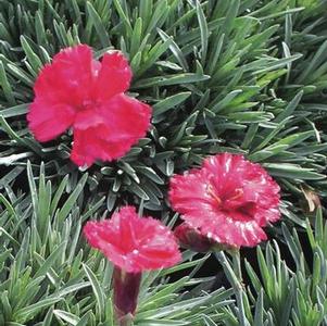 Dianthus allwoodii 'Frosty Fire' (Garden Pinks), pink flowers