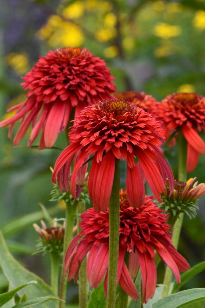 Cone-fections™ Series Coneflower (Echinacea x purpurea 'Hot Papaya'), red flowers