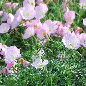 Evening Primrose (Oenothera speciosa 'Siskiyou')