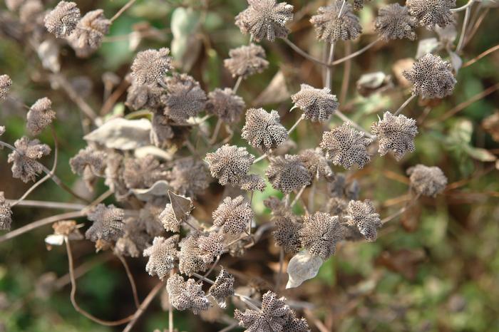 Clustered Mountainmint (Pycnanthemum muticum)