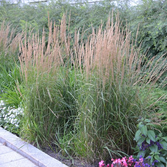 Calamagrostis x acutiflora 'Karl Foerster' (Feather Reed Grass)