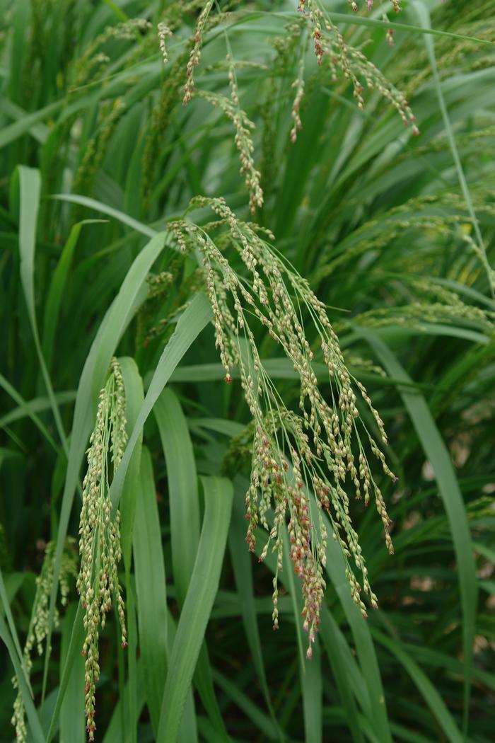 Switchgrass (Panicum virgatum 'Cape Breeze')