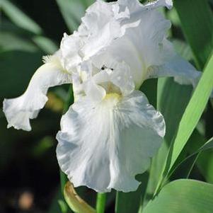 Iris germanica 'Immortality' (Tall Bearded Iris