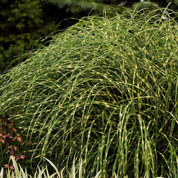 Miscanthus sinensis 'Little Zebra' (Variegated Maiden Grass)