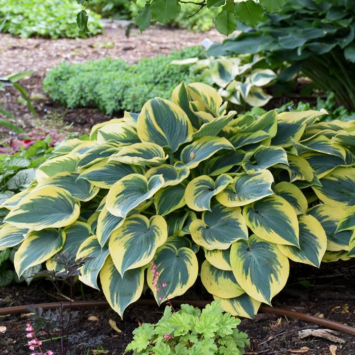 Hosta x 'First Frost' (Plantain Lily)