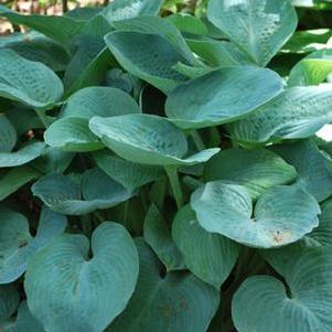 Hosta x 'Blue Angel' (Plantain Lily)