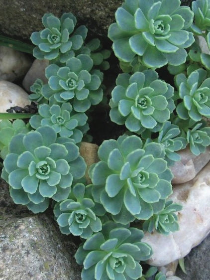 Sedum pachyclados (Stonecrop)