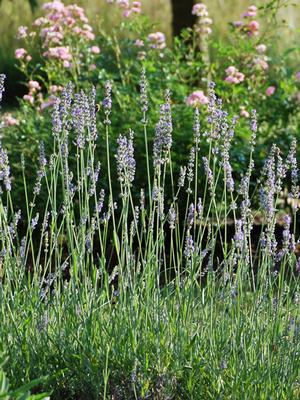 Lavandula x intermedia 'Provence' (Lavender)