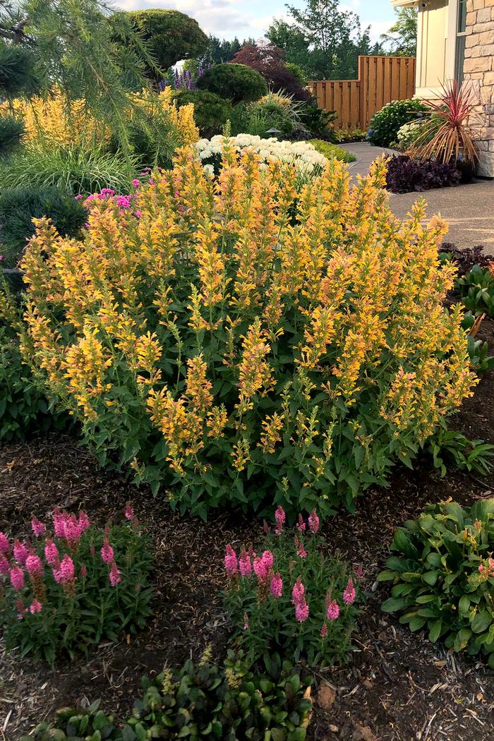 Agastache x Kudos™Yellow (Dwarf Hummingbird Mint) perennial