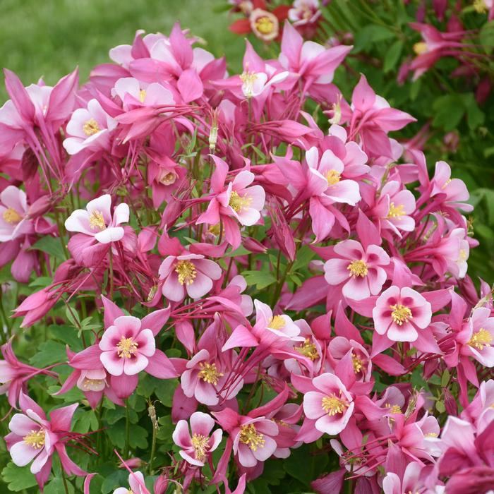 Aquilegia Kirigami™Rose & Pink (Columbine) perennial, pink flower