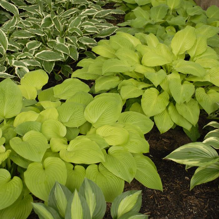 Hosta x 'August Moon' (Plantain Lily)