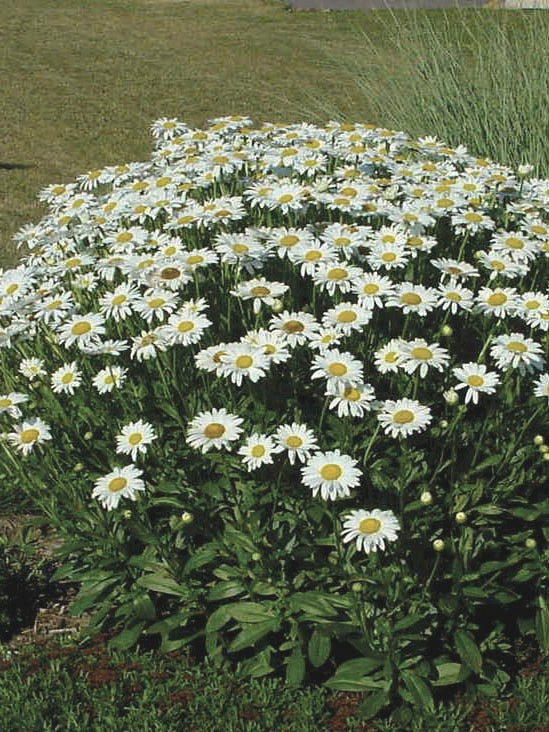 Leucanthemum x 'Becky' (Shasta Daisy)