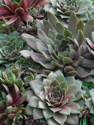 Sempervivum tectorum 'Hot Mix' (Hens and Chicks)