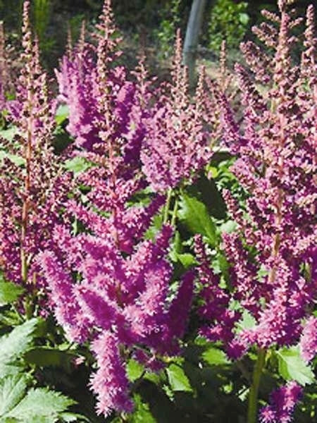 Astilbe chinensis 'Vision in Red' (False Spirea) perennial, pink flowers