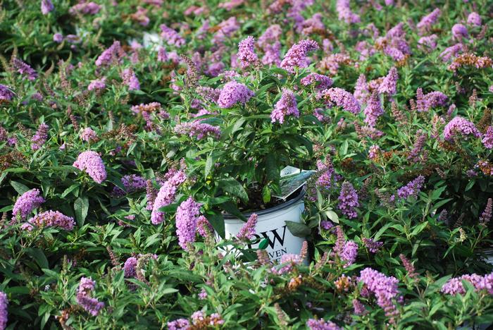 Buddleia Pugster Periwinkle® (Butterfly Bush), purple flowers