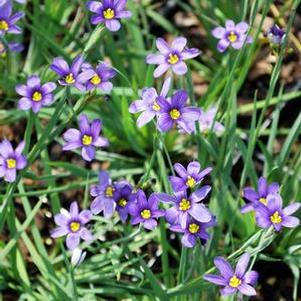 Blue-Eyed Grass (Sisyrinchium angustifolium 'Lucerne'), purple flowers