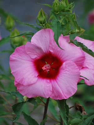 Hibiscus moscheutos 'Lady Baltimore' (Hardy Hibiscus)