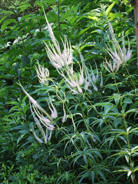 Culver Root (Veronicastrum virginicum)