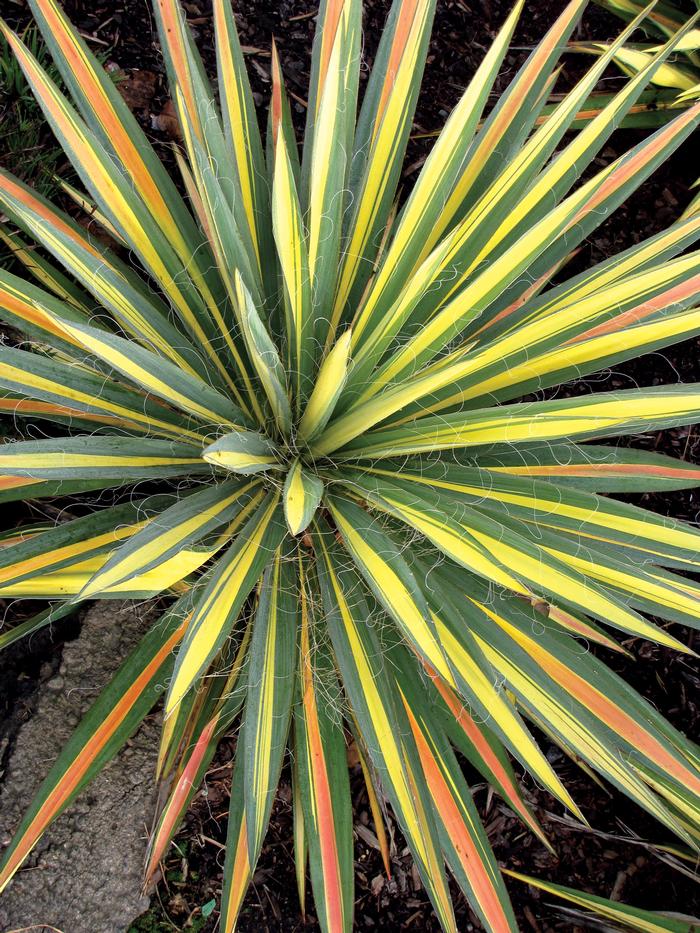 Yucca filamentosa 'Color Guard' (Vareigated Adam's Needle)