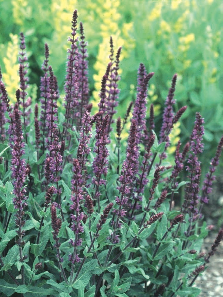 Salvia nemorosa 'Caradonna' (Sage)