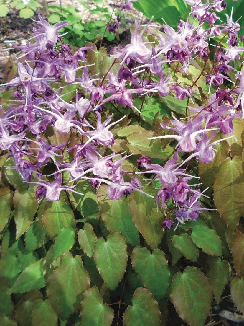 Epimedium grandiflorum 'Lilafee' (Barrenwort)