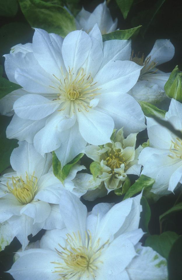 Clematis hybrid 'Duchess of Edinburgh' (Hybrid Clematis), white flowers