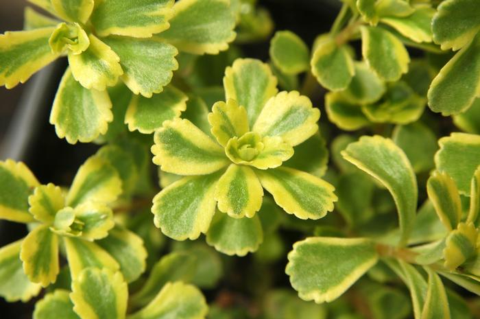 Sedum kamtschaticum var. ellacombianum 'Cutting Edge' (Varigated Stonecrop)