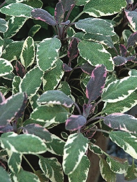 Tricolor Sage (Salvia officinalis 'Tricolor')