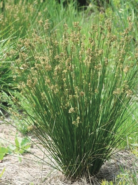 Common Rush (Juncus effusus)