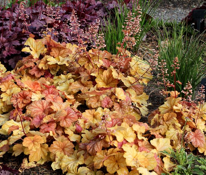 Heuchera x 'Champagne' (Coral Bells)