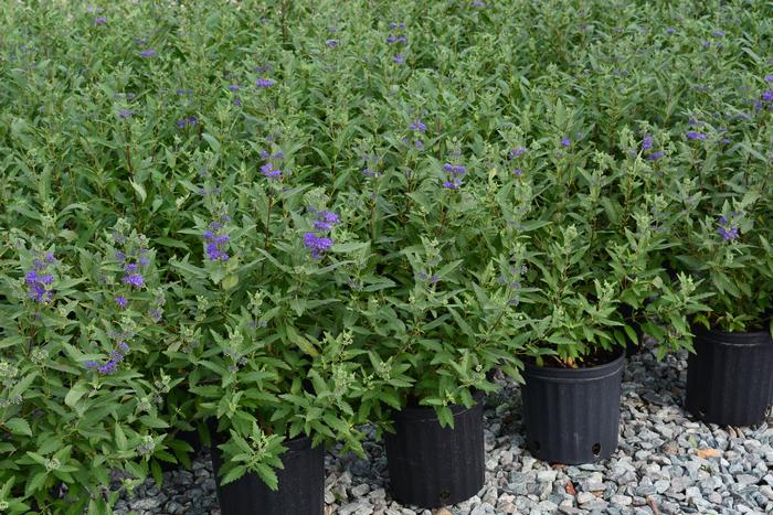 Caryopteris 'First Choice' (Blue Beard), blue flowers